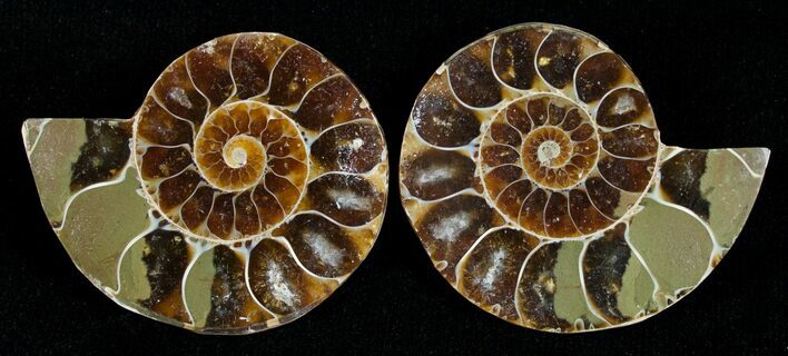 Small Desmoceras Ammonite Pair #5292
